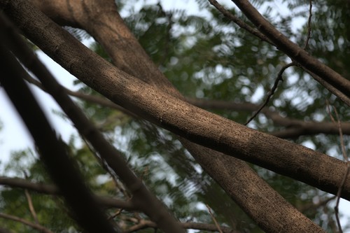 Peltophorum pterocarpum