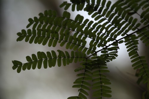 Peltophorum pterocarpum