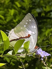 Charaxes hadrianus