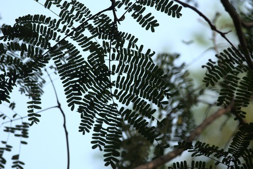 Peltophorum pterocarpum