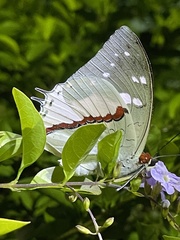 Charaxes hadrianus