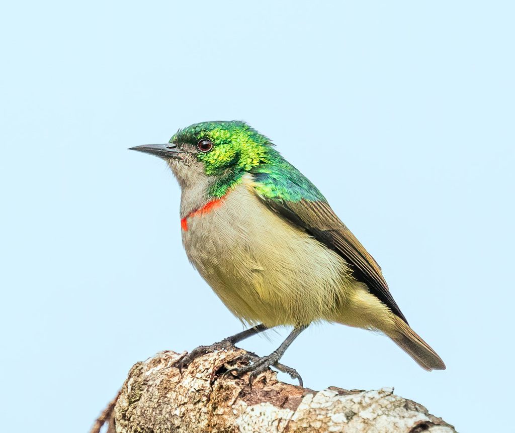 Banded Green Sunbird