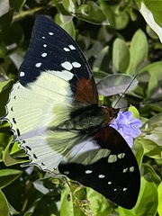 Charaxes hadrianus