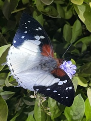 Charaxes hadrianus