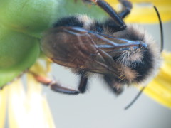 Bombus citrinus