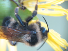Bombus citrinus