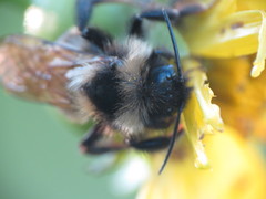 Bombus citrinus
