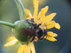 Bombus citrinus