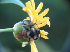 Bombus citrinus