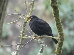 Turdus merula
