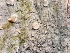 Lecanora subpallens