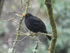 Turdus merula