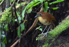 Grallaria flavotincta