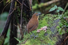 Grallaria flavotincta