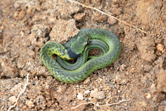 Erythrolamprus epinephalus albiventris