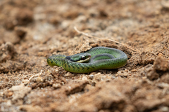 Erythrolamprus epinephalus albiventris