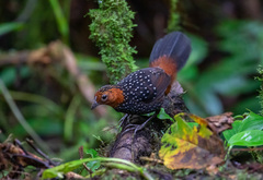 Acropternis orthonyx