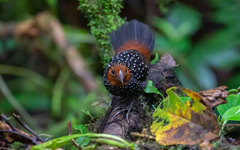 Acropternis orthonyx