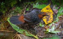 Acropternis orthonyx