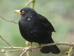 Turdus merula