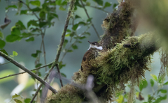 Pseudocolaptes boissonneautii