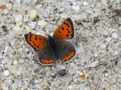 Lycaena phlaeas hypophlaeas