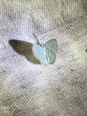 Comostolopsis stillata