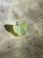 Comostolopsis stillata