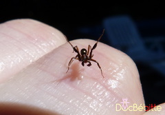 Phrurotimpus borealis