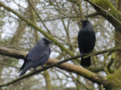 Corvus monedula