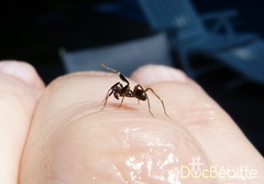 Phrurotimpus borealis