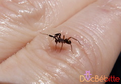 Phrurotimpus borealis