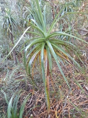 Dracophyllum traversii