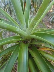 Dracophyllum traversii
