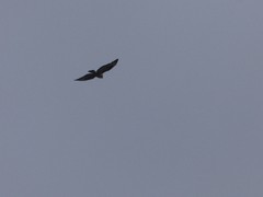 Buteo buteo