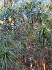 Dracophyllum traversii