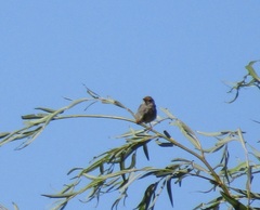 Cisticola fulvicapilla fulvicapilla