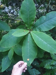 Brachyglottis hectorii