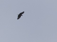 Buteo buteo