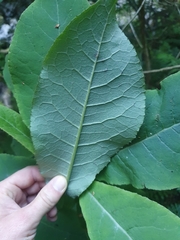 Brachyglottis hectorii