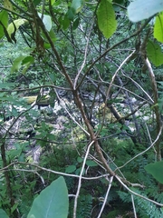 Brachyglottis hectorii