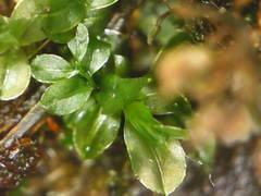 Mnium spinulosum