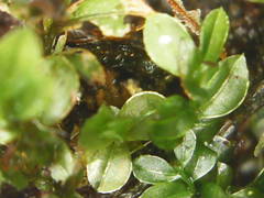 Mnium spinulosum
