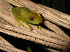Boana cinerascens