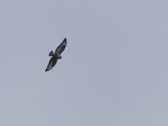 Buteo buteo