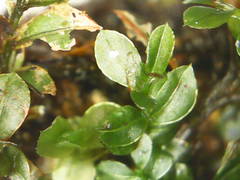 Mnium spinulosum