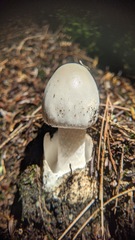 Amanita murrilliana