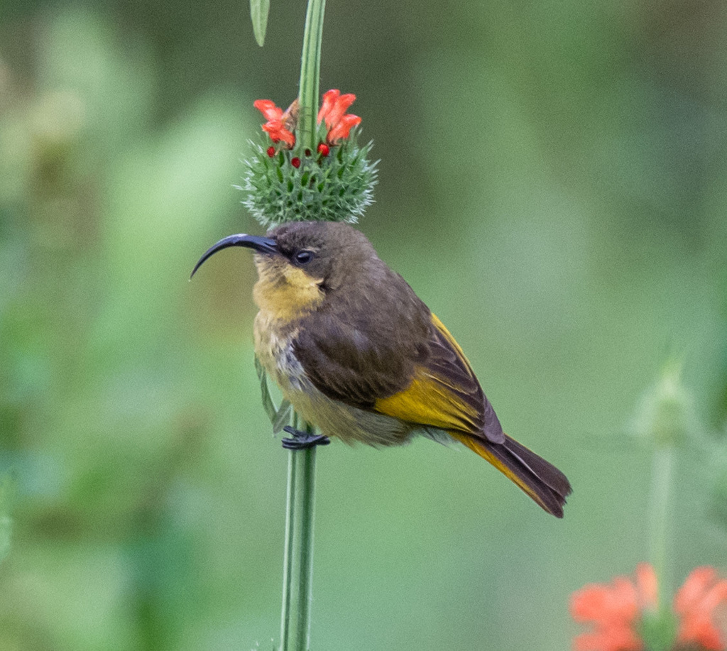 Golden-Winged Sunbird