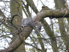 Sciurus carolinensis