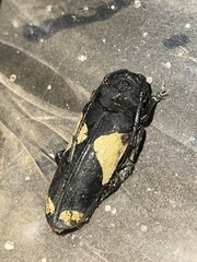 Phosphorus virescens